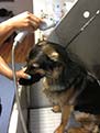 essex dog grooming